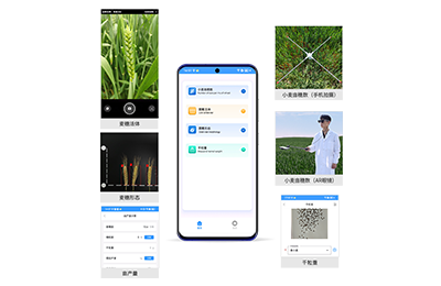 香港小麦亩穗数分析仪IN-XM02