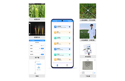 香港小麦表型测量仪IN-XM05